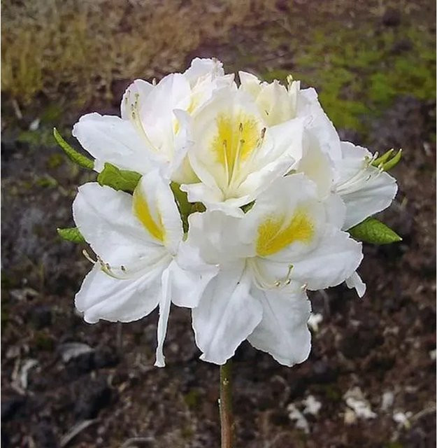 Rhododendron luteum Azalee Persil Alpenrose als Zierstrauch für den Garten, Höhe: 40-50 cm - Bild 1