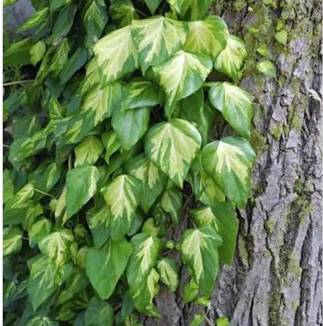 Hedera algeriensis Nordafrikanischer Efeu als grüne Kletterpflanze von Nr-01.de, Höhe: 60-80 cm - Bild 1