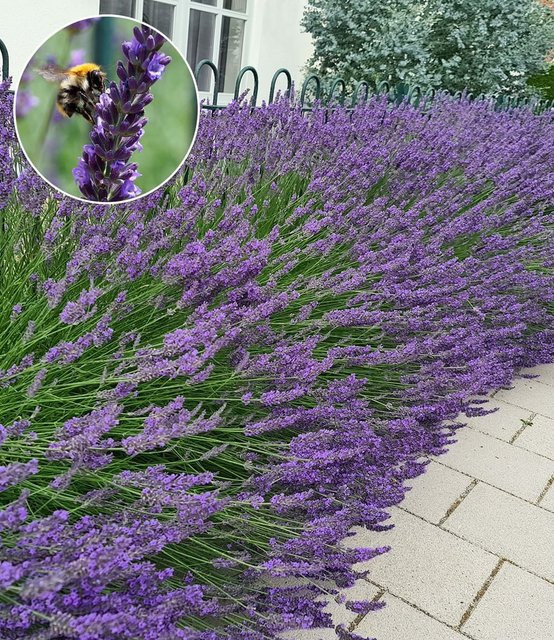 Lavendel Phenomenal® - Bild 1