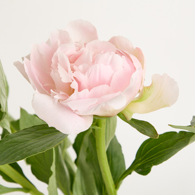 Blume2000 Pfingstrosen 'Alerti' Pink Bunch - Bild 1