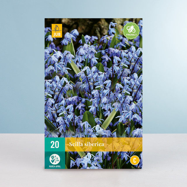Sibirischer Blaustern BLUME2000 mit 20 Zwiebeln für deinen Garten - Bild 1
