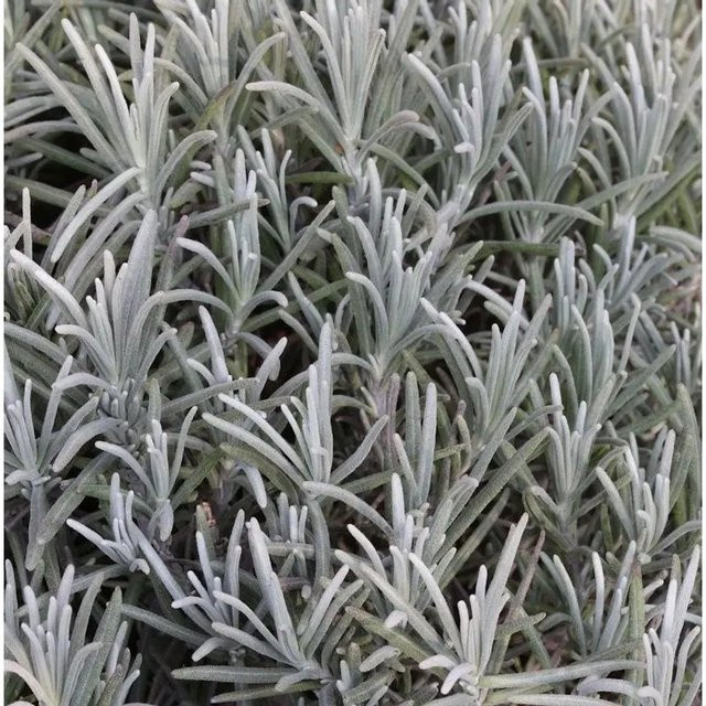 Echter Lavendel Silver Mist Lavandula angustifolia in Grau/Silber für den Garten - Bild 1