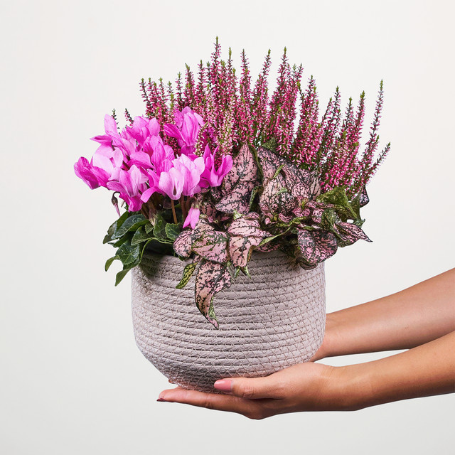 Hypoestes Pflanze im Topf von BLUME2000 für den Außenbereich - Bild 1