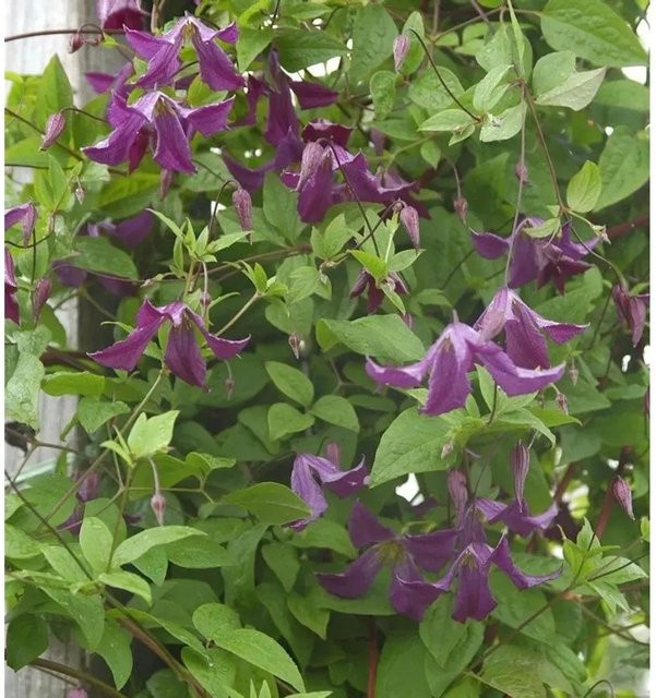Clematis viticella Waldrebe von Nr-01.de in Blau und Lila, Kletterpflanze für den Garten - Bild 1