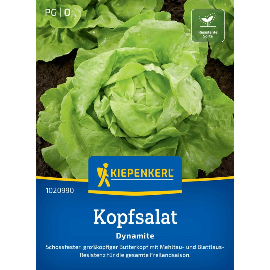 Kiepenkerl Profi-Line Kopfsalat Dynamite Gemüsesaat - Bild 2