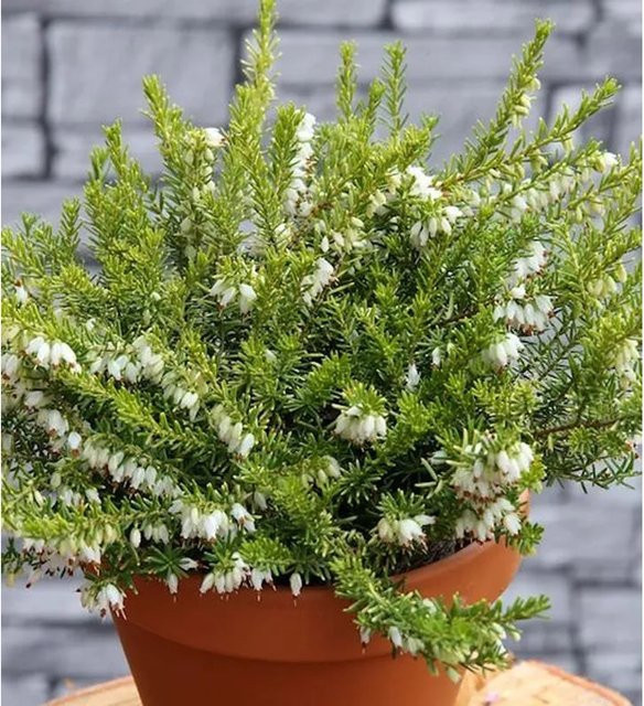 10x Englische Heide Golden Perfect Erica darleyensis in Gold für deinen Garten und Balkon - Bild 1