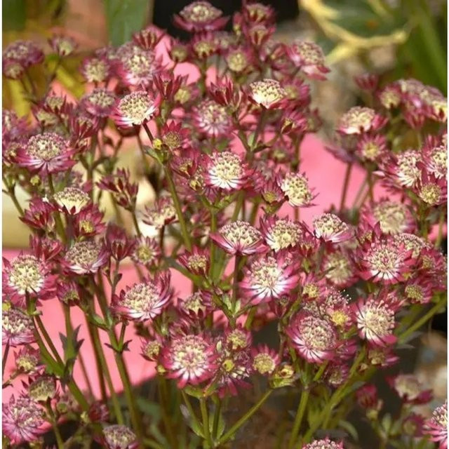 Astrantia major Sterndolde Claret pink als mehrjährige Zierpflanze im Topf - Bild 1
