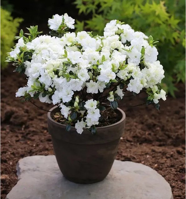Japanische Azalee Schneewittchen Rhododendron obtusum Zwerg Alpenrose, Farbe: Weiß - Bild 1
