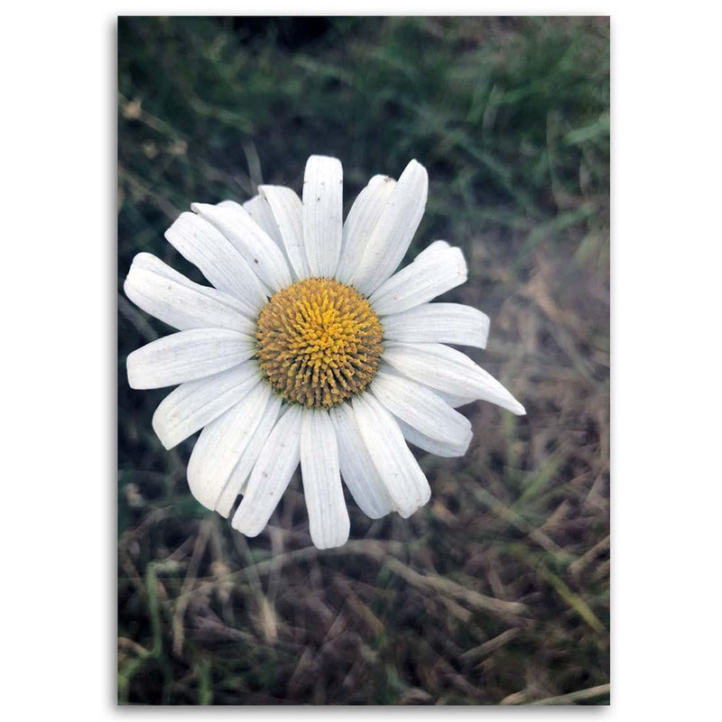 Feeby Leinwanddruck Kamillenblume Natur Floral, mehrfarbig, B: 40 cm, H: 60 cm - Bild 3