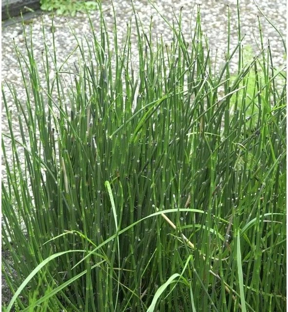 Winter-Schachtelhalm Equisetum hyemale als grüne Zierpflanze für die Randbegrünung von Teichen von Nr-01.de - Bild 1