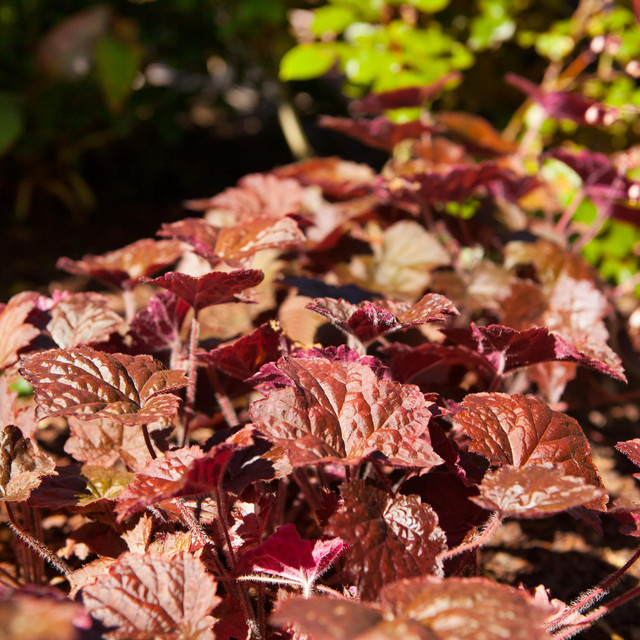 BIO Purpurglöckchen Heuchera micrantha Stauden, 3 Stück - Bild 1