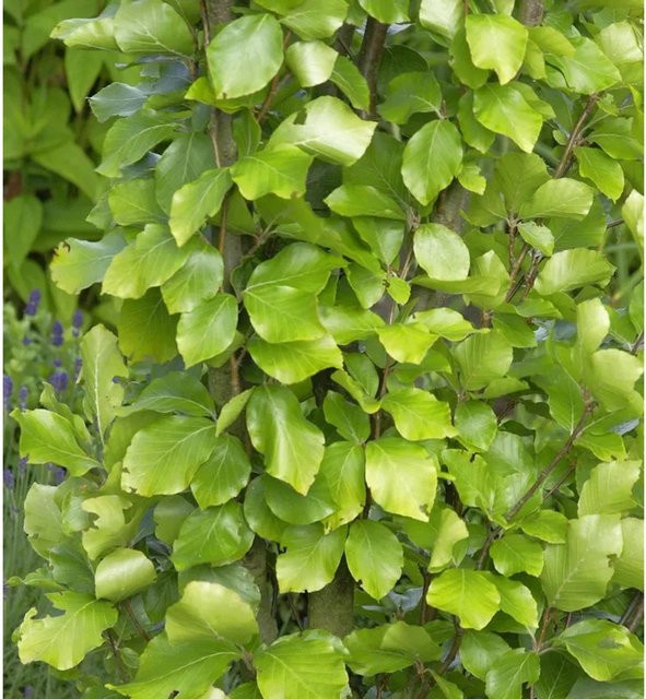 Gelbe Säulen Buche Fagus sylvatica als Heckenpflanze für den Außenbereich, Höhe: 125-150 cm - Bild 1
