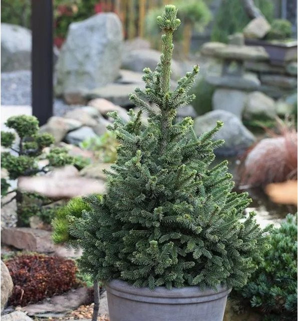 Zwergfichte Wills Zwerg Picea abies, grün, Höhe: 70-80 cm - Bild 1
