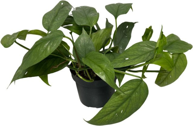 Epipremnum Cebu Blue Efeutute als blaue Kletterpflanze für den Innenbereich - Bild 1
