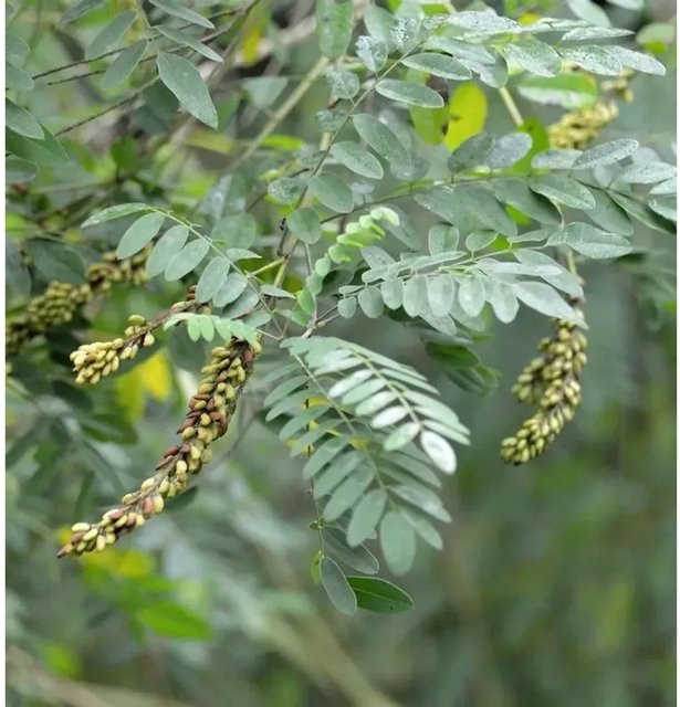 Amorpha canescens Bleibusch als grüner Halbstrauch von Nr-01.de - Bild 1