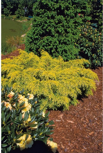 GROW by OBI Chinesischer Wacholder Golden Saucer in 2l Topf - Bild 1