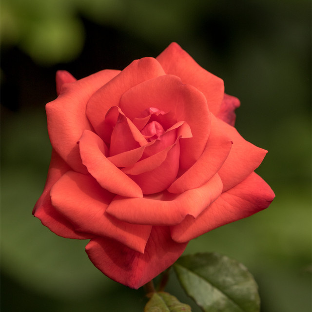 Rosen-Hochstamm Tantau Piccolo in Rosa, Höhe: 90 cm - Bild 1