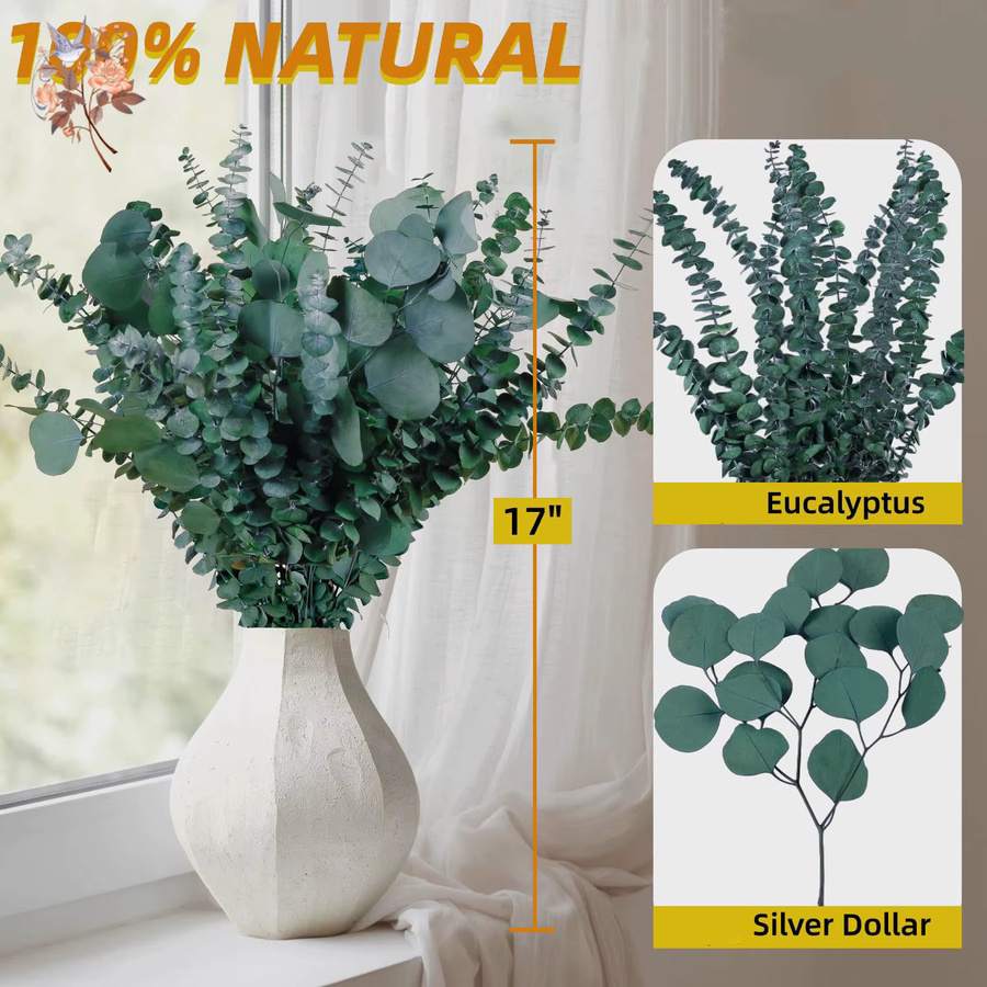 15 Stück getrockneter Eukalyptus-Silberdollar in Grün von YN HI FLOWER zur Dekoration - Bild 3