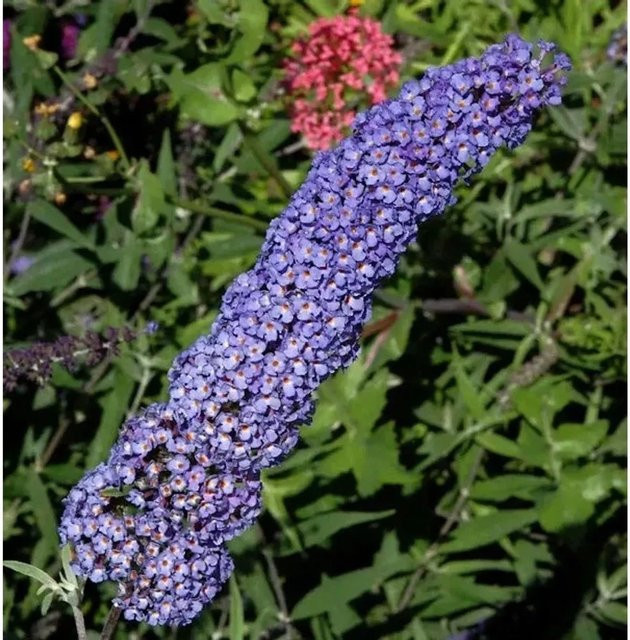 Buddleja Sommerflieder Papillion Blue in Blau/Violett, Höhe: 100-125 cm - Bild 1