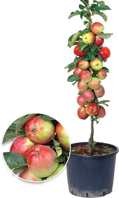 Säulen-Apfel Braeburn - Bild 1