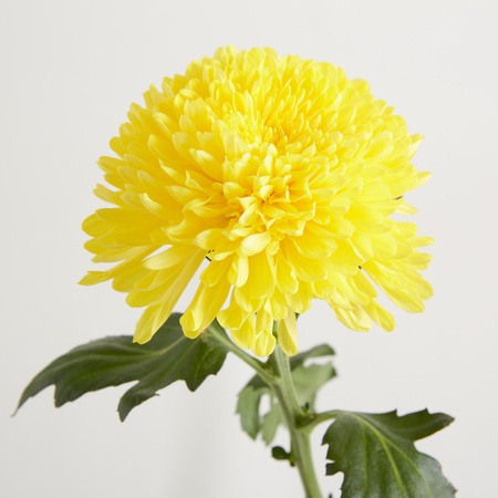 Blume2000 Chrysanthemen Gelb