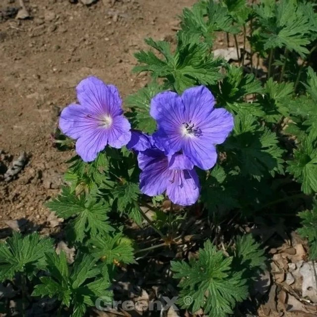 Storchenschnabel Geranium wallichianum Havanna Blues als blauer und violetter Bodendecker von Die Nr-01.de - Bild 1