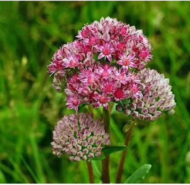 Große Fetthenne Indian Chief Sedum telephium in Pink von Nr-01.de - Bild 1