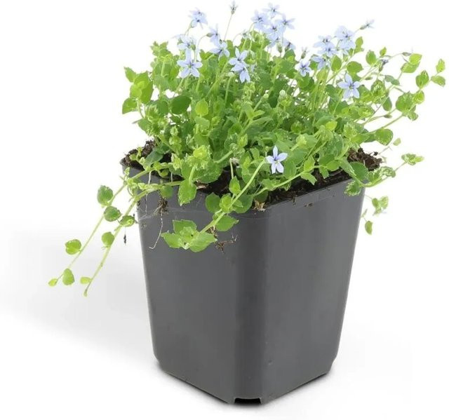Exotenherz Bodendecker Blauer Bubikopf Isotoma Fluviatilis Set mit 40 Pflanzen im 9cm Topf - Bild 1