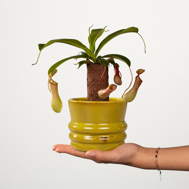 Nepenthes fleischfressende Pflanze von BLUME2000 im Topf - Bild 1