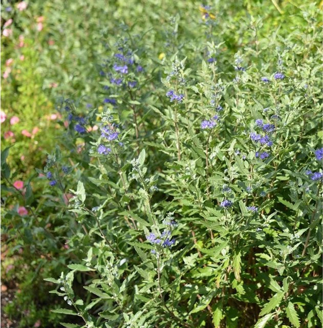 Caryopteris clandonensis Bartblume First Blue blaue Gartenstaude Höhe: 25-30 cm - Bild 1