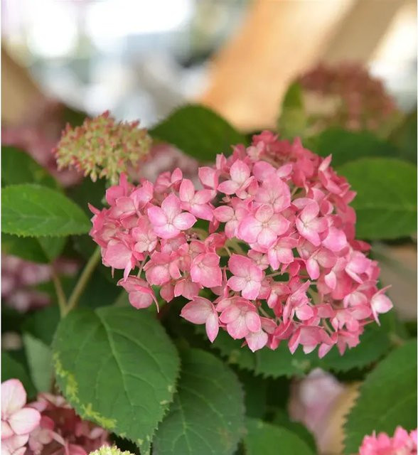 Ballhortensie Ruby Annabelle Hydrangea arborescens von Nr-01.de, Höhe: 30-40 cm - Bild 1
