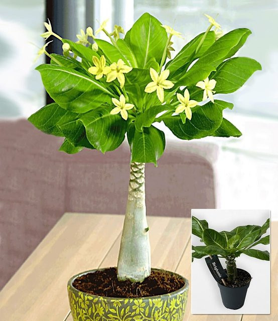Hawaii-Palme - Bild 1