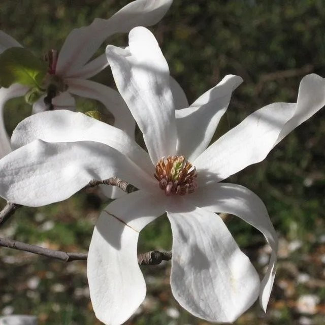 Arborix Magnolie Merrill Magnolia oebneri mit weißen Blüten im Container, Höhe: 50 bis 60 cm - Bild 1