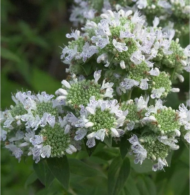 Amerikanische Bergminze Pycnanthemum pilosum als winterharte Staude für deinen Garten - Bild 1