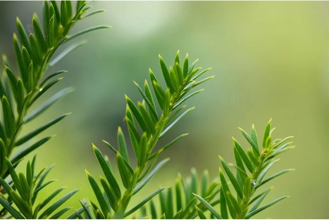 Taxus baccata Overeynderi Eibenhecke als Zierstrauch in Grün, Höhe: 50-60 cm - Bild 1