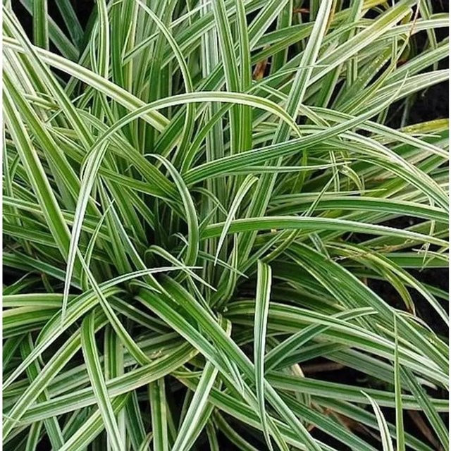 Brokat Segge Silver Sceptre Carex dolichostachya - Silber und Grün - Bild 1