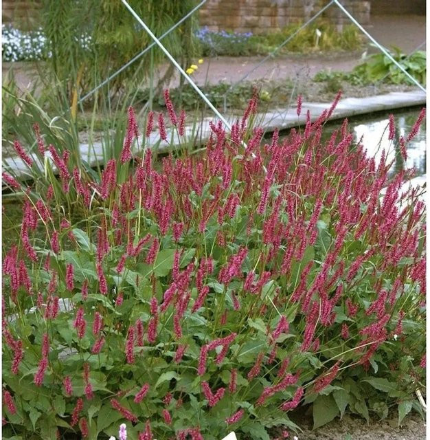 Kerzenknöterich Persicaria amplexicaulis J S Delgado Macho als winterharte Staude - Bild 1