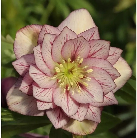 Christrose Lenzrose Double Ellen Picotee Helleborus orientalis als Gartenpflanze und Schnittblume
