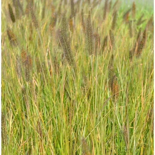 Lampenputzergras Moudry Pennisetum alopecuroides im Topf, Grün - Bild 1