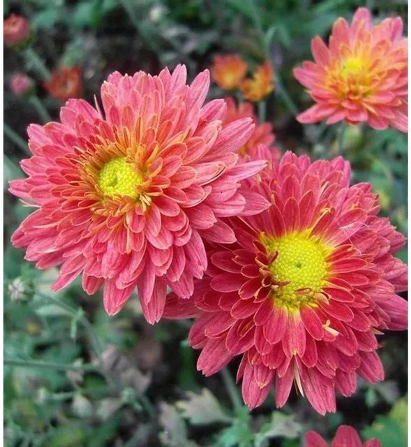 Winteraster Oury Chrysanthemum hortorum von Nr-01.de als mehrjährige Pflanze für Garten und Vase - Bild 1