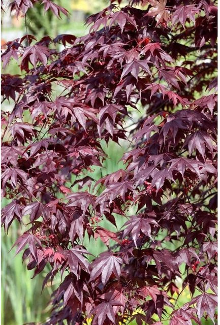 Acer Palmatum Shojo Nomura Japanischer Ahorn Rot 60–80 cm - Bild 1