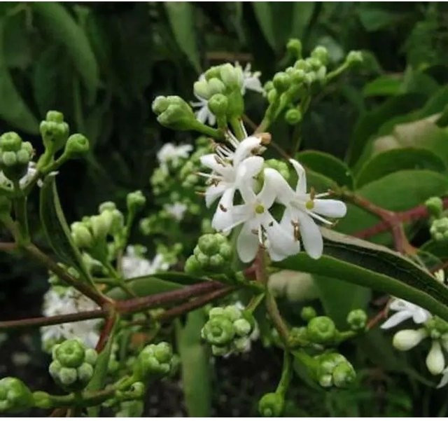Heptacodium miconioides Sieben Söhne des Himmels Strauch, Höhe: 150 cm - Bild 1