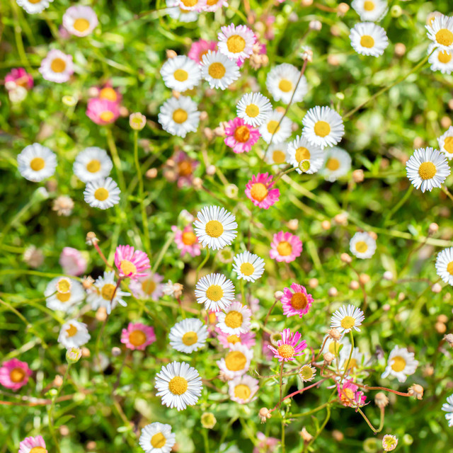 BIO Spanisches Gänseblümchen Erigeron Stauden von BLUME2000, 3 Stück - Bild 1
