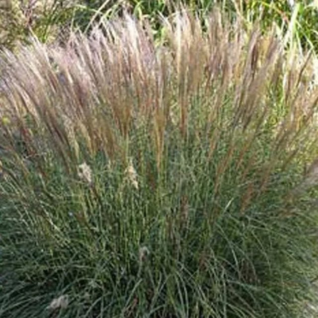 6er Set Arborix Chinaschilf Yaku Jima Miscanthus sinensis, mehrjährige Zierpflanze, grün/mehrfarbig, Topfgröße: 9 cm - Bild 1
