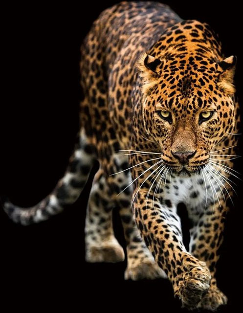 Art Universe Glasbild Schleichender Leopard Modern Multicolor B: 100 cm, H: 100 cm - Bild 1