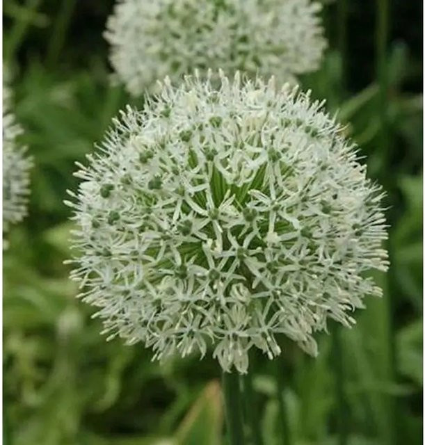 Zierlauch Mount Everest Allium stipitatum weiße Staude für den Garten - Bild 1