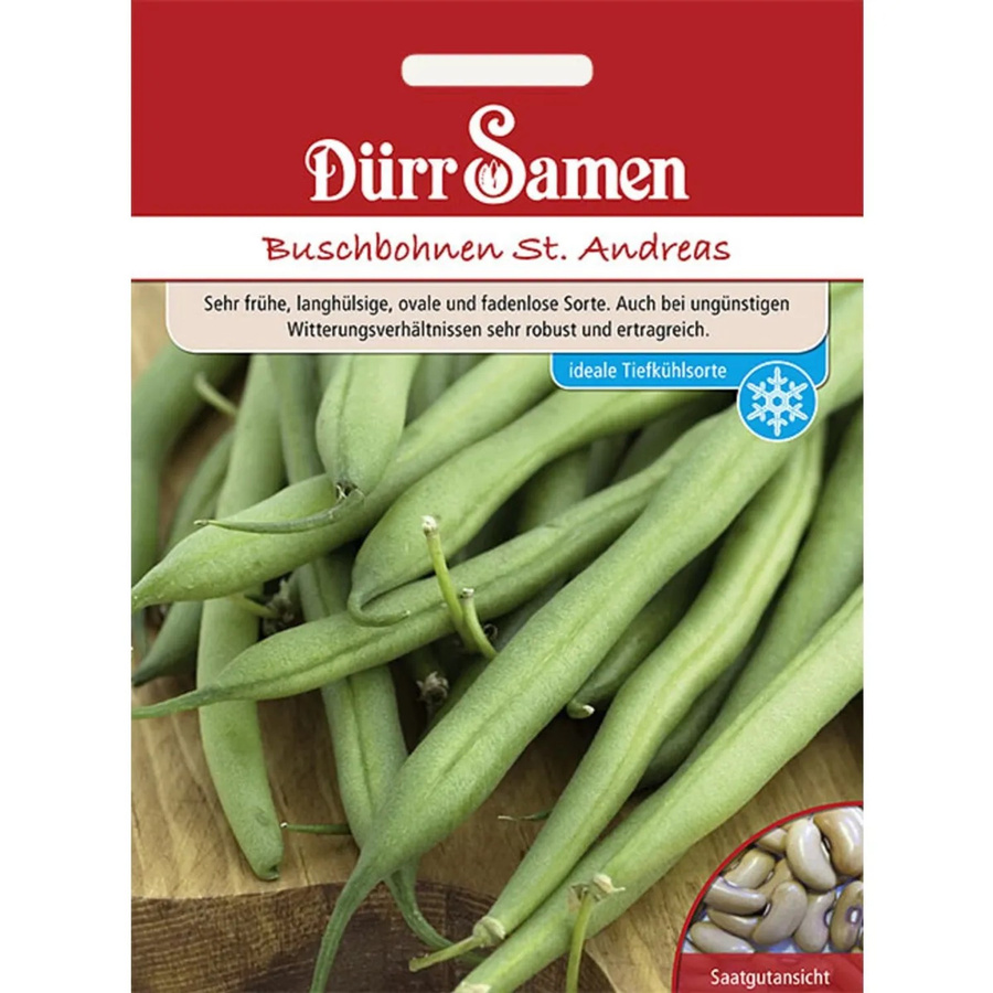 Dürr Buschbohnen St. Andreas Saatgut 155 g - Bild 2
