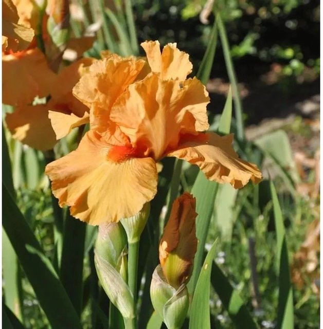 Mittelhohe Schwertlilie Apricot Silk Iris barbata in Apricot und Orange als Beetpflanze - Bild 1