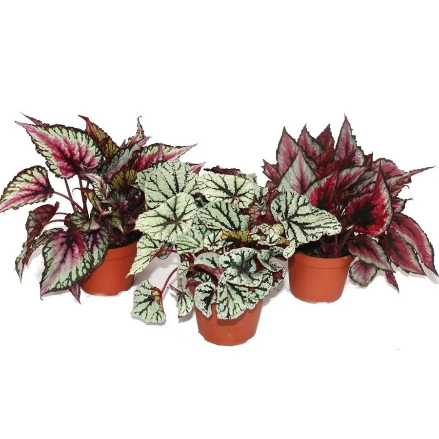 Exotenherz Blattbegonienmix Botanica mit 3 mehrfarbigen Zimmerpflanzen im 12 cm Topf - Bild 2