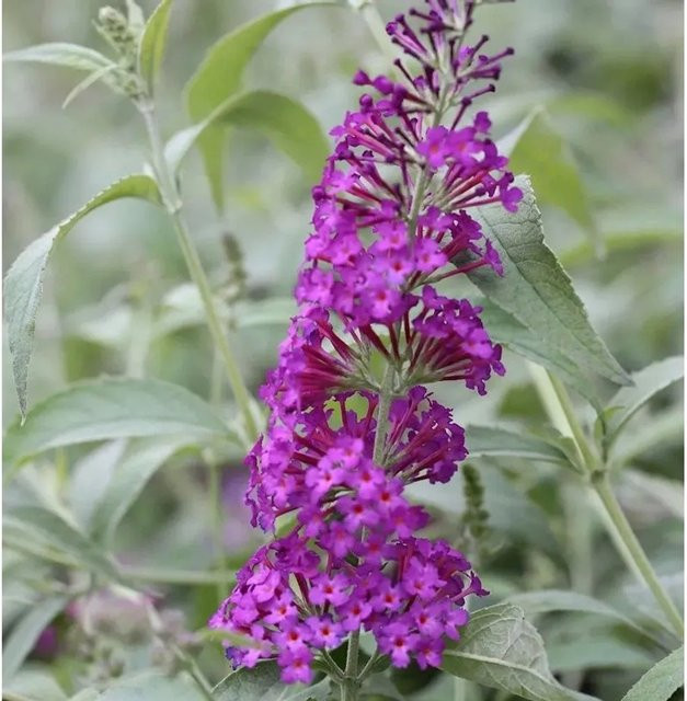 Buddleja Schmetterlingsstrauch in Pink und Purple, Höhe: 30-40 cm - Bild 1